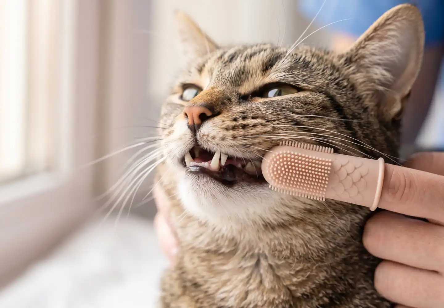 kedi diş bakımı