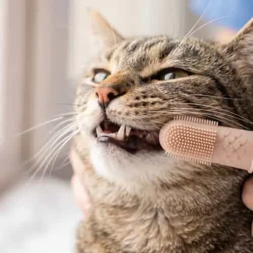 Kedi Diş Bakımı: Bilimsel Rehber (Fırçalama, Hastalıklar, Ürünler)
